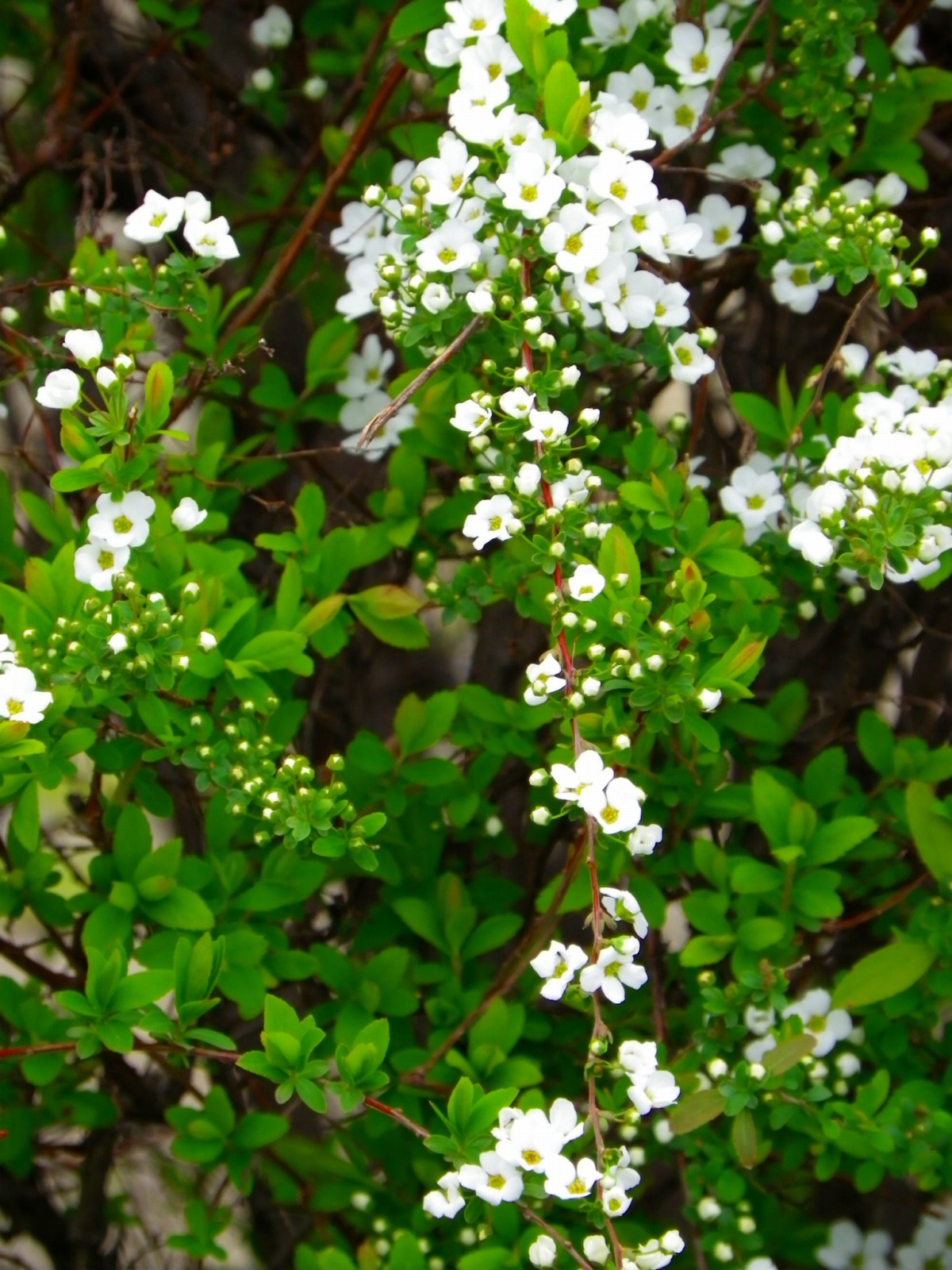 ユキヤナギ 世田谷 目黒 大田区の外構エクステリア ガーデン デザイン施工ショップ Platz