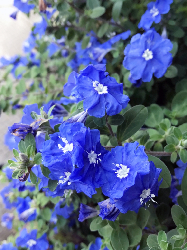 アメリカンブルー エクステリア＆ガーデン プラッツ